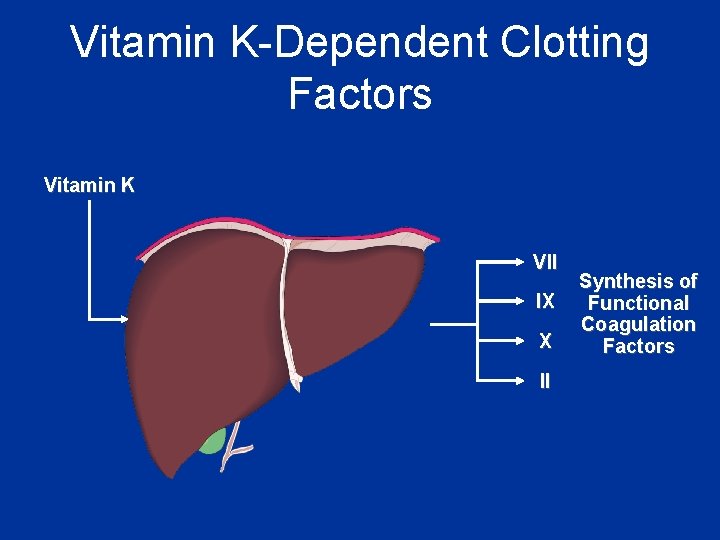 Vitamin K-Dependent Clotting Factors Vitamin K VII IX X II Synthesis of Functional Coagulation