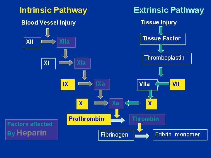 Intrinsic Pathway Extrinsic Pathway Tissue Injury Blood Vessel Injury Tissue Factor XIIa XII Thromboplastin