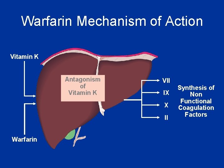 Warfarin Mechanism of Action Vitamin K Antagonism of Vitamin K VII IX X II