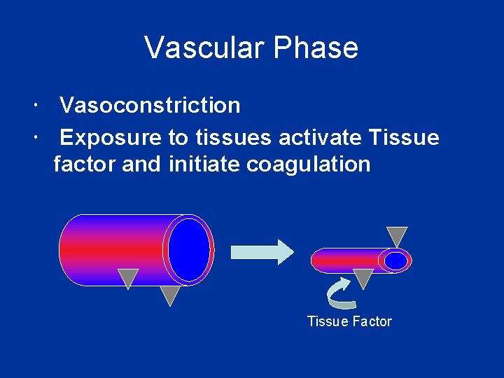 Vascular Phase Vasoconstriction Exposure to tissues activate Tissue factor and initiate coagulation Tissue Factor Vascular Phase Vasoconstriction Exposure to tissues activate Tissue factor and initiate coagulation Tissue Factor