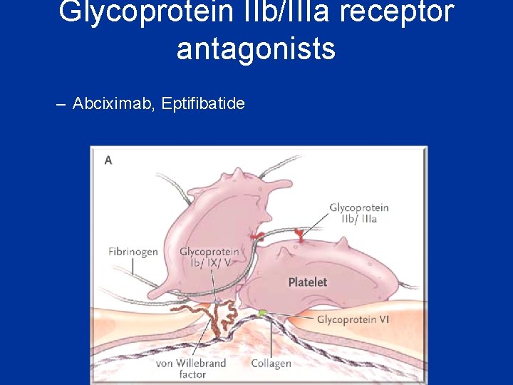 Glycoprotein IIb/IIIa receptor antagonists – Abciximab, Eptifibatide 