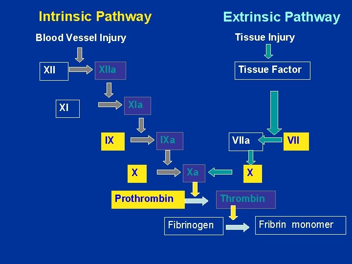 Intrinsic Pathway Extrinsic Pathway Tissue Injury Blood Vessel Injury XIIa XII Tissue Factor XIa Intrinsic Pathway Extrinsic Pathway Tissue Injury Blood Vessel Injury XIIa XII Tissue Factor XIa