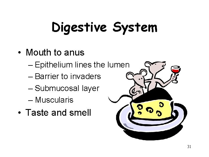 Digestive System • Mouth to anus – Epithelium lines the lumen – Barrier to