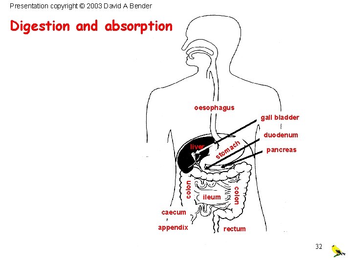 Presentation copyright © 2003 David A Bender Digestion and absorption oesophagus gall bladder duodenum