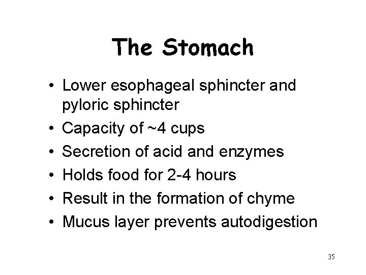 The Stomach • Lower esophageal sphincter and pyloric sphincter • Capacity of ~4 cups