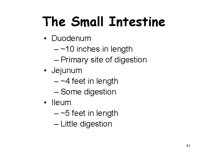 The Small Intestine • Duodenum – ~10 inches in length – Primary site of