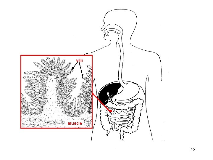 villi muscle 45 