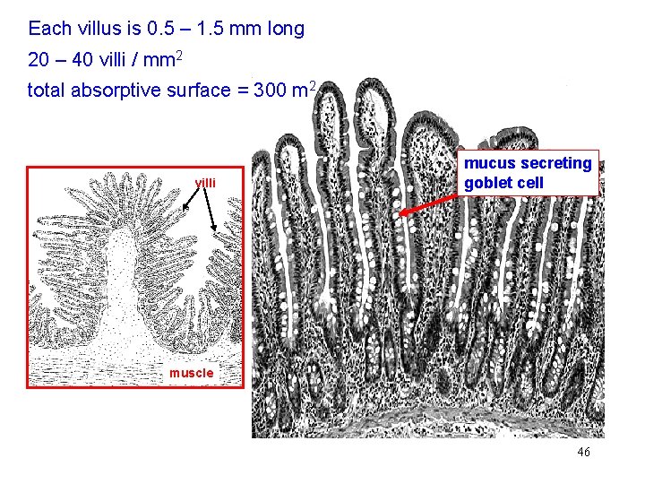 Each villus is 0. 5 – 1. 5 mm long 20 – 40 villi