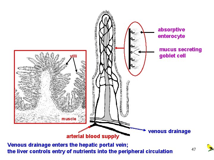 absorptive enterocyte villi mucus secreting goblet cell muscle arterial blood supply venous drainage Venous