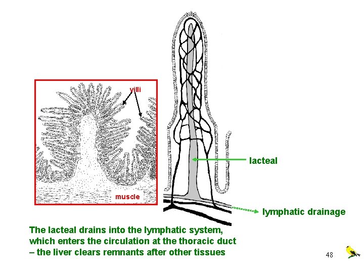 villi lacteal muscle lymphatic drainage The lacteal drains into the lymphatic system, which enters