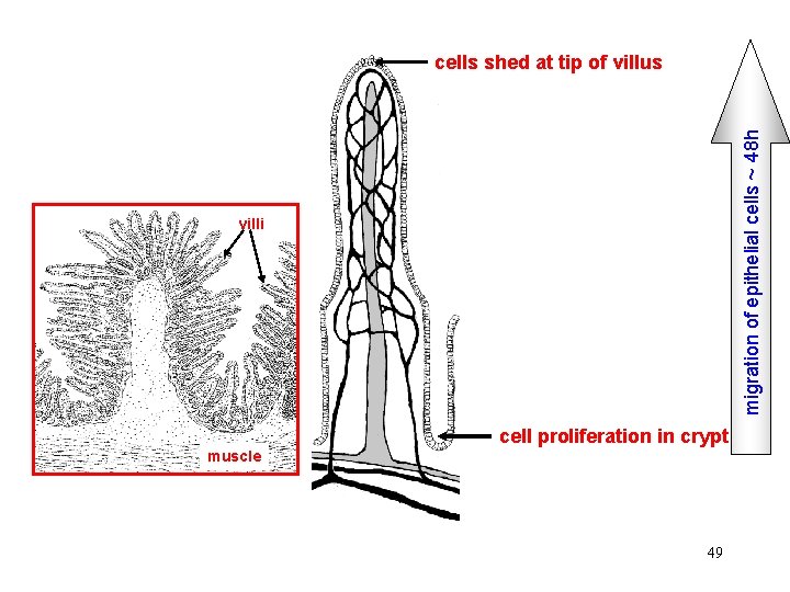 migration of epithelial cells ~ 48 h cells shed at tip of villus villi