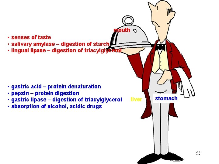 mouth • senses of taste • salivary amylase – digestion of starch • lingual