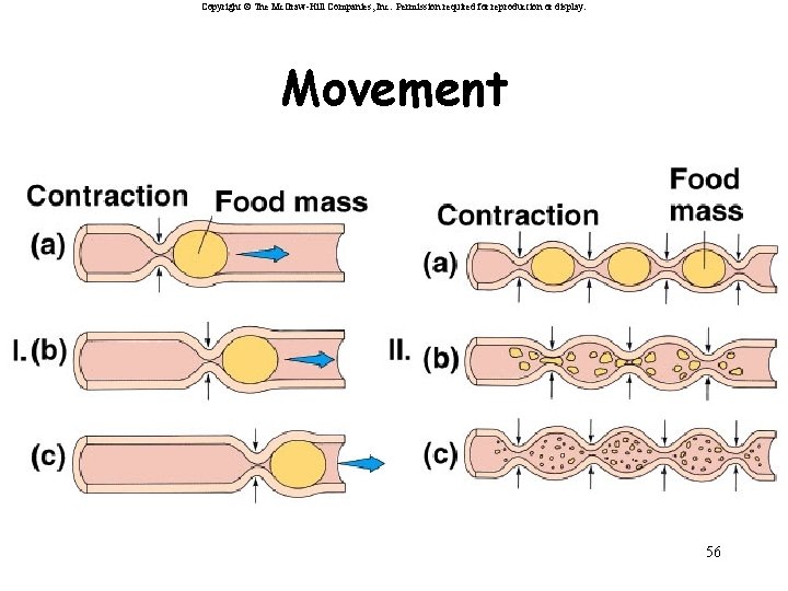 Copyright © The Mc. Graw-Hill Companies, Inc. Permission required for reproduction or display. Movement