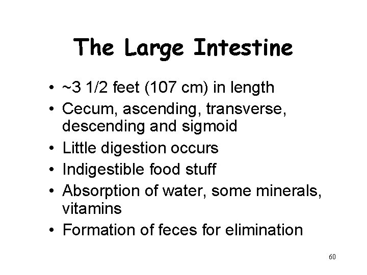 The Large Intestine • ~3 1/2 feet (107 cm) in length • Cecum, ascending,