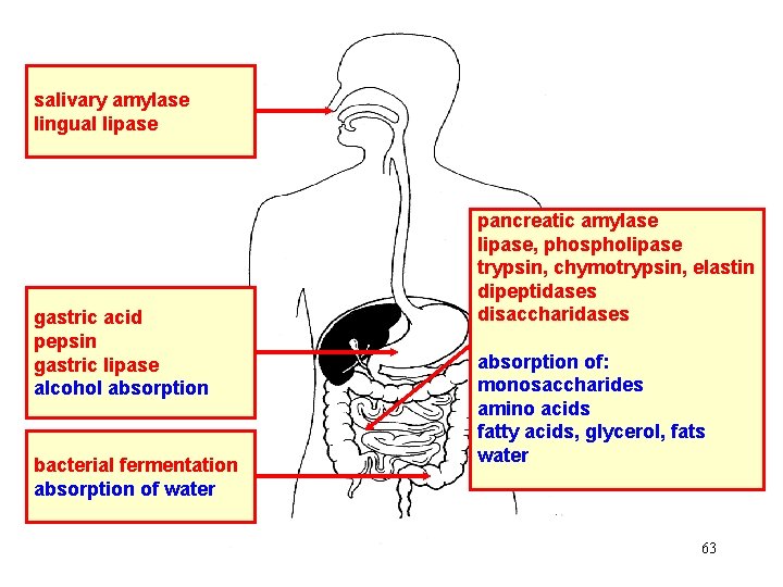 salivary amylase lingual lipase gastric acid pepsin gastric lipase alcohol absorption bacterial fermentation absorption