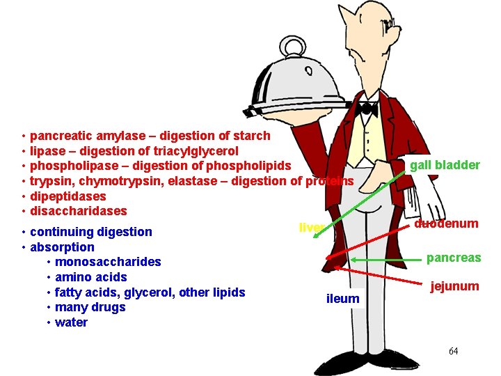  • pancreatic amylase – digestion of starch • lipase – digestion of triacylglycerol