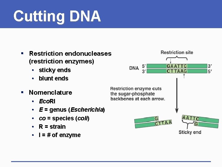 Cutting DNA § Restriction endonucleases (restriction enzymes) • sticky ends • blunt ends §