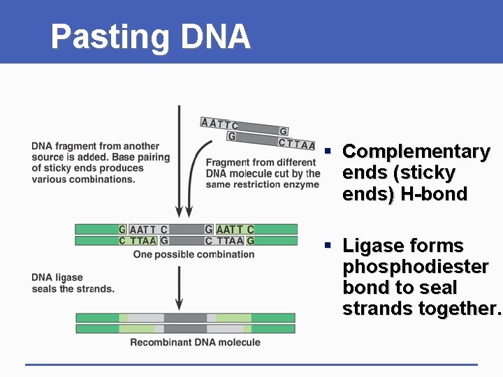Pasting DNA § Complementary ends (sticky ends) H-bond § Ligase forms phosphodiester bond to