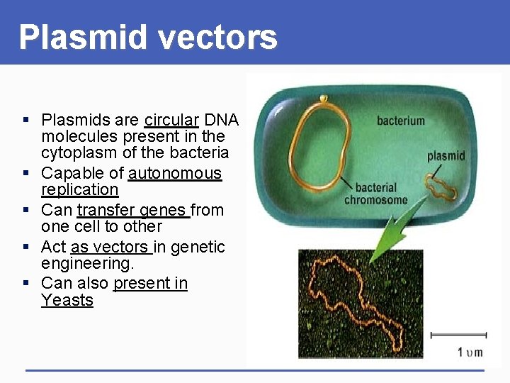Plasmid vectors § Plasmids are circular DNA molecules present in the cytoplasm of the
