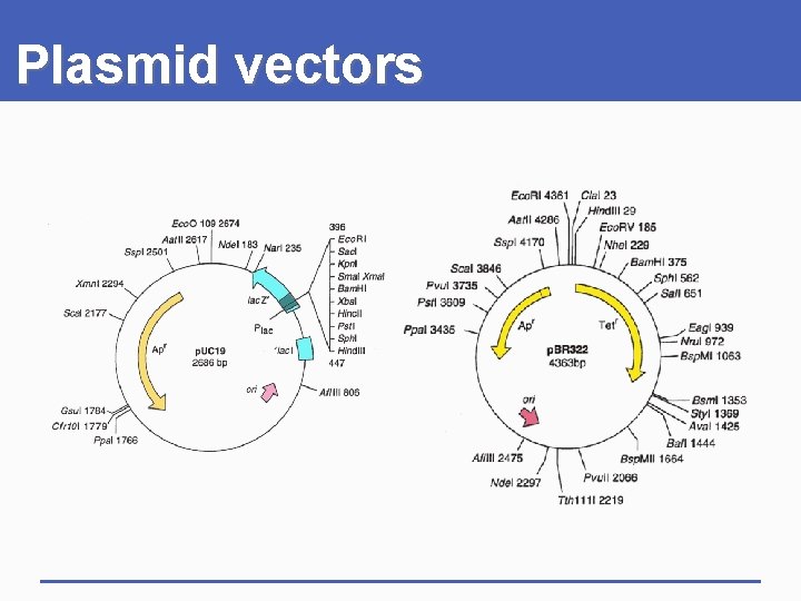 Plasmid vectors 
