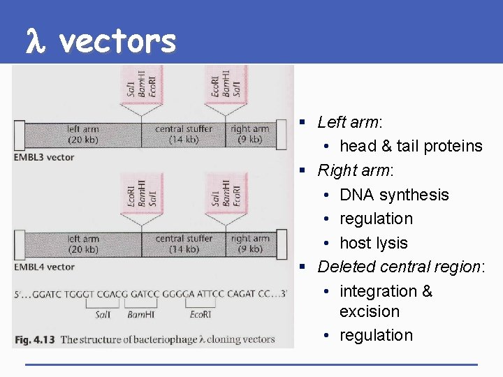 l vectors § Left arm: • head & tail proteins § Right arm: •