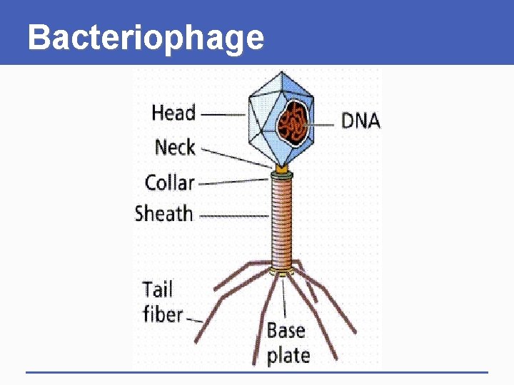 Bacteriophage 