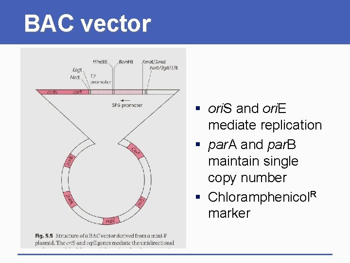 BAC vector § ori. S and ori. E mediate replication § par. A and