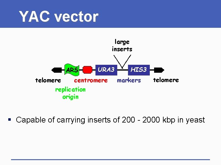 YAC vector large inserts ARS URA 3 telomere centromere replication origin HIS 3 markers