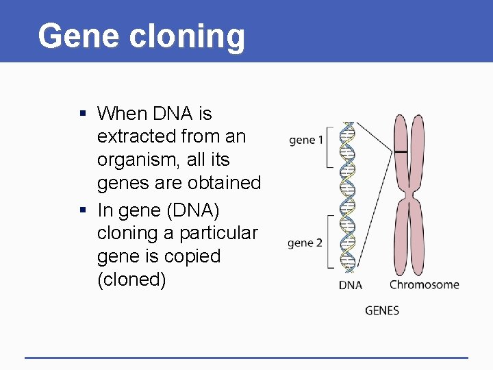 Gene cloning § When DNA is extracted from an organism, all its genes are