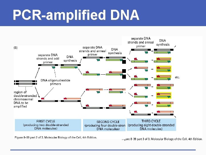 PCR-amplified DNA 