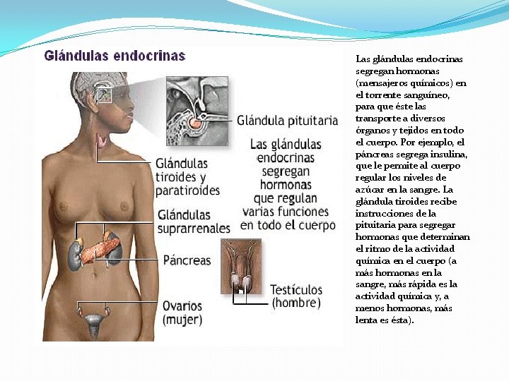 Las glándulas endocrinas segregan hormonas (mensajeros químicos) en el torrente sanguíneo, para que éste