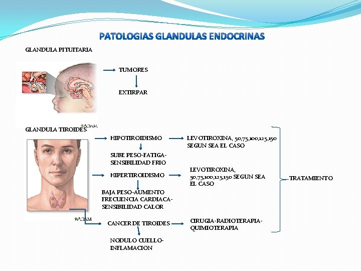 GLANDULA PITUITARIA TUMORES EXTIRPAR GLANDULA TIROIDES HIPOTIROIDISMO SUBE PESO-FATIGASENSIBILIDAD FRIO HIPERTIROIDISMO LEVOTIROXINA, 50, 75,