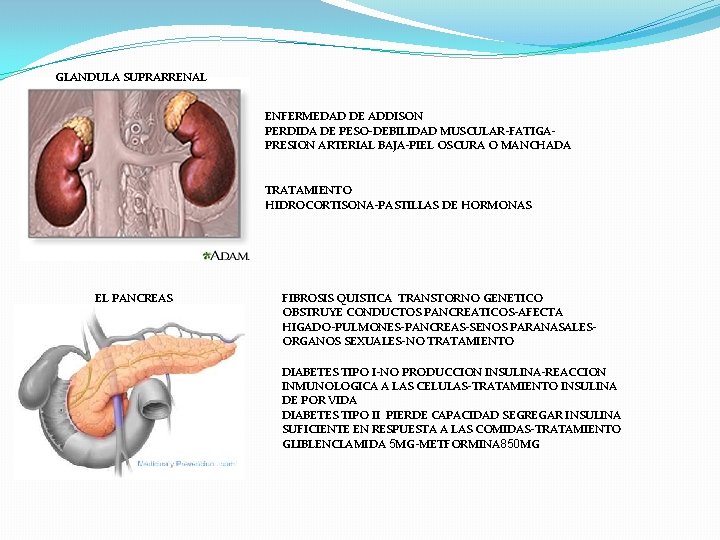 GLANDULA SUPRARRENAL ENFERMEDAD DE ADDISON PERDIDA DE PESO-DEBILIDAD MUSCULAR-FATIGAPRESION ARTERIAL BAJA-PIEL OSCURA O MANCHADA