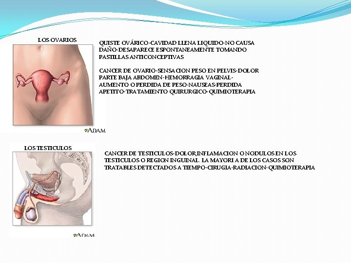 LOS OVARIOS QUISTE OVÁRICO-CAVIDAD LLENA LIQUIDO-NO CAUSA DAÑO-DESAPARECE ESPONTANEAMENTE TOMANDO PASTILLAS ANTICONCEPTIVAS CANCER DE