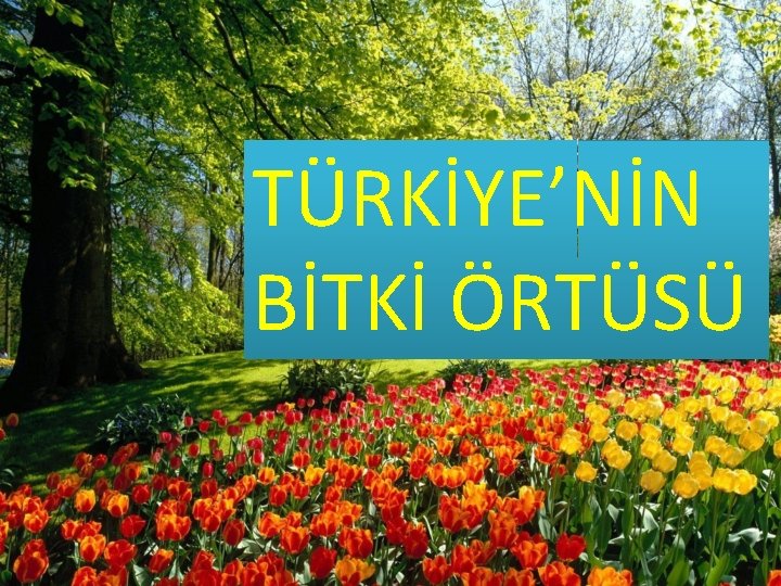 TÜRKİYE’NİN BİTKİ ÖRTÜSÜ 