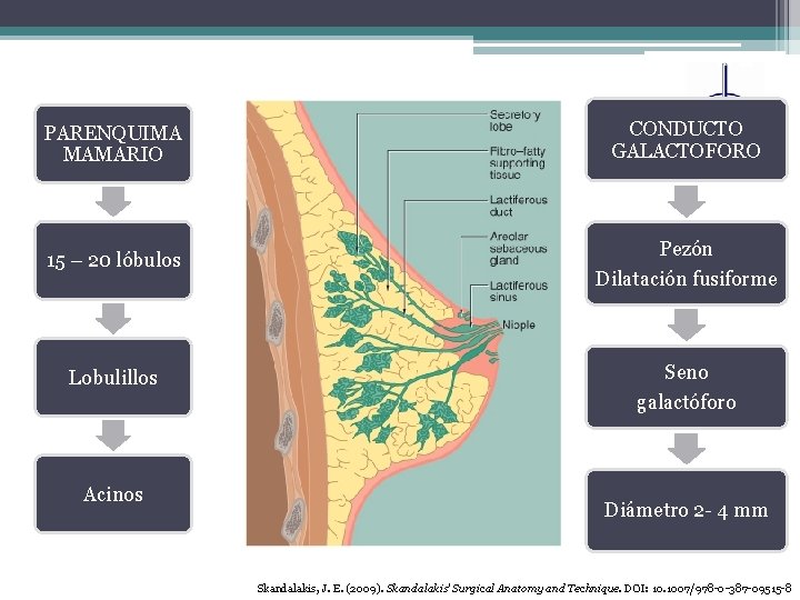 PARENQUIMA MAMARIO CONDUCTO GALACTOFORO 15 – 20 lóbulos Pezón Dilatación fusiforme Lobulillos Seno galactóforo