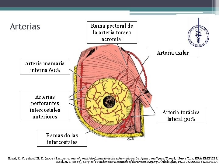 Arterias Rama pectoral de la arteria toraco acromial Arteria axilar Arteria mamaria interna 60%