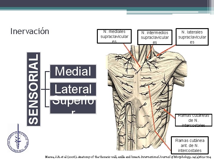 SENSORIAL Inervación N. mediales supraclavicular es Medial Lateral Superio r N. intermedios supraclavicular es