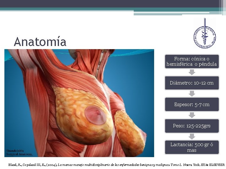 Anatomía Forma: cónica o hemisférica o péndula Diámetro: 10 -12 cm Espesor: 5 -7