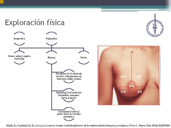 Exploración física Inspección Palpación: Hueco axilar y región clavicular Mamas Pezón Paralelas: De la