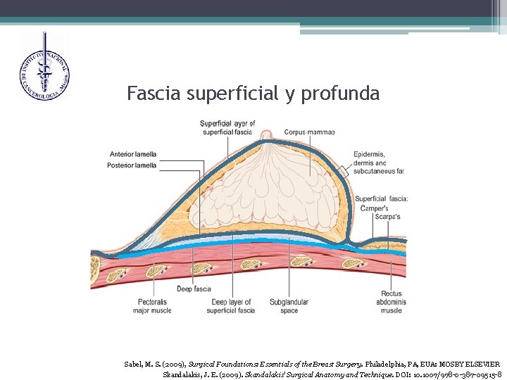 Fascia superficial y profunda Sabel, M. S. (2009), Surgical Foundations: Essentials of the Breast