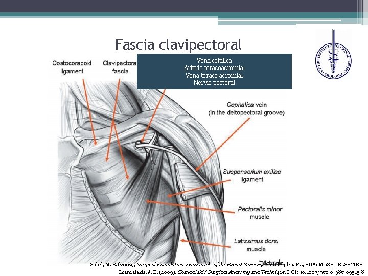 Fascia clavipectoral Vena cefálica Arteria toracoacromial Vena toraco acromial Nervio pectoral Sabel, M. S.
