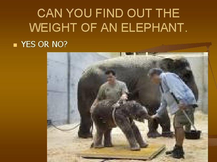 CAN YOU FIND OUT THE WEIGHT OF AN ELEPHANT. n YES OR NO? 