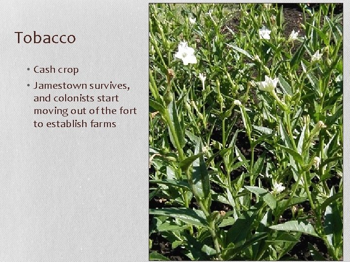 Tobacco • Cash crop • Jamestown survives, and colonists start moving out of the