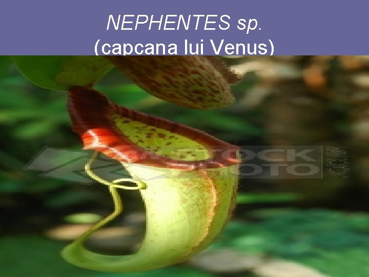 NEPHENTES sp. (capcana lui Venus) 