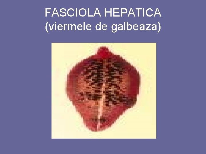 FASCIOLA HEPATICA (viermele de galbeaza) 