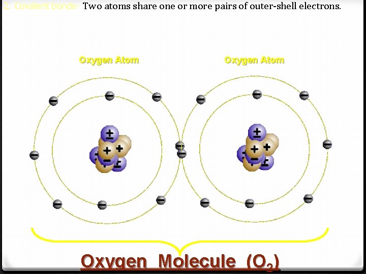 2. Covalent bonds- Two atoms share one or more pairs of outer-shell electrons. Oxygen 2. Covalent bonds- Two atoms share one or more pairs of outer-shell electrons. Oxygen