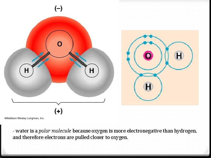 - water is a polar molecule because oxygen is more electronegative than hydrogen, and - water is a polar molecule because oxygen is more electronegative than hydrogen, and