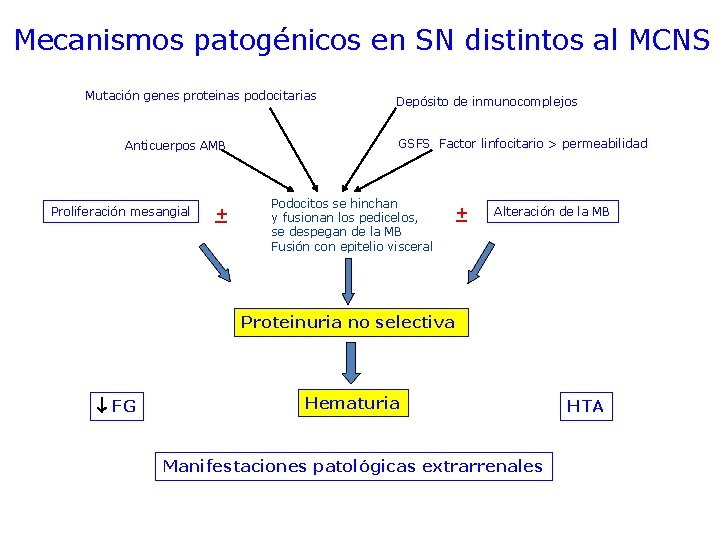 Mecanismos patogénicos en SN distintos al MCNS Mutación genes proteinas podocitarias Anticuerpos AMB Proliferación