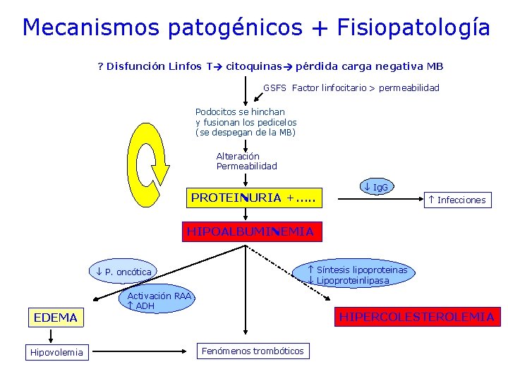 Mecanismos patogénicos + Fisiopatología ? Disfunción Linfos T citoquinas pérdida carga negativa MB GSFS